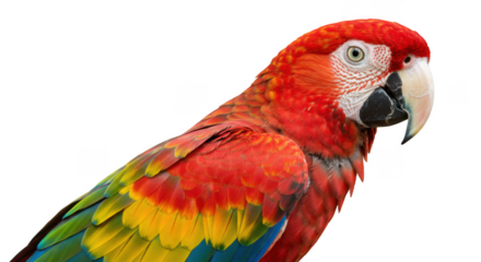 Closeup of a Scarlet Macaw Parrot.