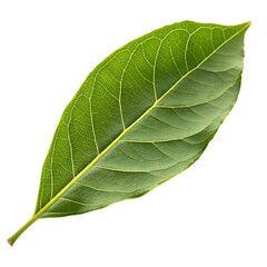 Obraz premium Fresh green bael leaf isolated on a transparent background png