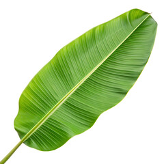 Large fresh green banana leaf isolated on a transparent background png