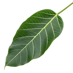 Fresh green baobab tree leaf isolated on a transparent background png