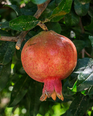 Closeup vertical view of bright red orange pomegranate fruit or punica granatum growing outdoors on tree