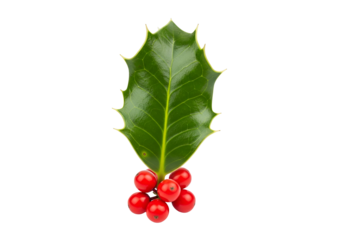 Vibrant green holly leaf and bright red berries are displayed against a black background.