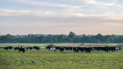 Pastoral landscape with a herd of cows grazing in a meadow at dawn.
