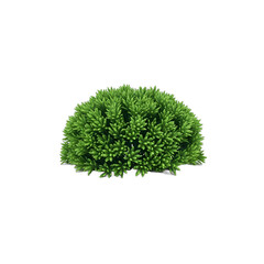 Fototapeta premium Detailed Bushy Greenery Isolated Plant Objects on Transparent Background
