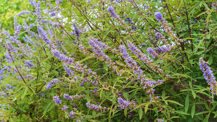 Vitex agnus-castus, vitex, chaste tree. Beautiful purple inflorescences.