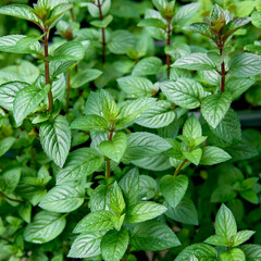 Aromatic Mentha piperita 'Chocolate Mint' plant in the garden. Fresh green aromatic mint, close up. © Melica