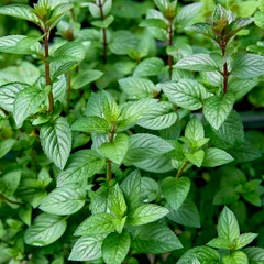 Aromatic Mentha piperita 'Chocolate Mint' plant in the garden. Fresh green aromatic mint, close up. © Melica