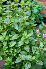 Aromatic Mentha piperita 'Chocolate Mint' plant in the garden. Fresh green aromatic mint, close up.