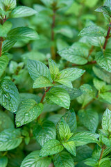 Aromatic Mentha piperita 'Chocolate Mint' plant in the garden. Fresh green aromatic mint with water drops.