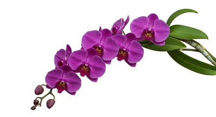 優雅な紫蘭 鮮やか開花 自然光輝く. AI Generated