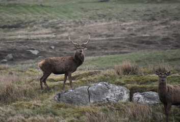 Wild Red Deer on a Hill in Scotland