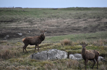 Pair of Deer with a Buck and a Doe in the Hebrides