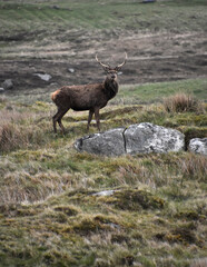 Red Deer Standing on an Open Hill in the Hebrides