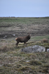 Red Deer Buck Standing on a Hill in Scotland
