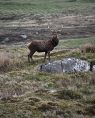 Deer with Antlers in the Outer Hebrides of Scotland
