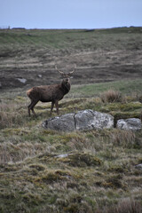 Lovely Red Buck Standing on a grassy hill.