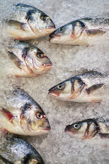 Fresh whole fish lying on crushed ice, arranged in rows with heads facing each other, showing shiny scales and clear eyes, seafood display emphasizing freshness and quality
