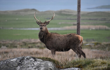 Serene Red Stag Buck in the Outer Hebrides