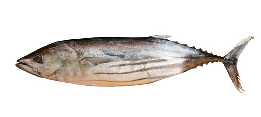 Fresh whole tuna fish isolated on white
