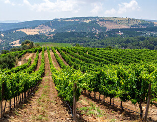 Lush vineyards in the Golan Heights, representing Israel's growing wine industry.