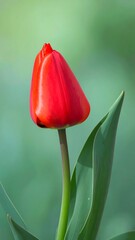 Vibrant red tulip bud