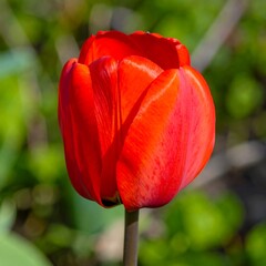 Vibrant red tulip close-up