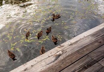 Ducks swimming near a wooden dock on a pond.