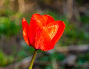 Vibrant red tulip in garden (1)