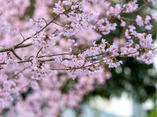 春の公園に咲いたピンクの桜