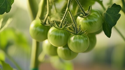 Green tomatoes on the vine. Ripe tomatoes with green cherry ripeness harvested in a greenhouse. A field of pasta salad with vegetables and a shallow dish of pasta. Lifestyle unripe tomatoes hanging.