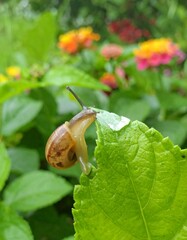 Snail on a leaf after rain