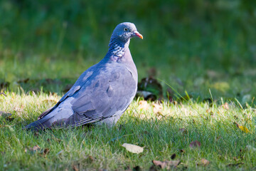 Ringeltaube bei der Futtersuche auf einer Wiese