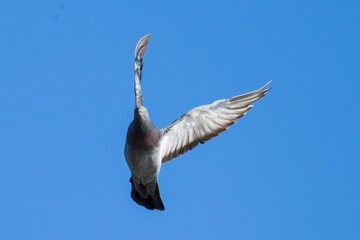 Felsentaube im Flug