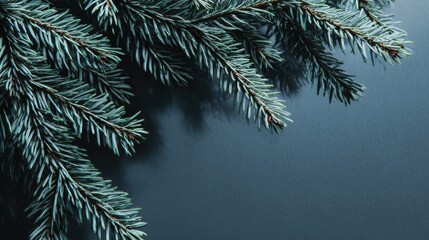 Obraz premium Close-up of evergreen tree branch against a dark background, showcasing the texture and color of the needles.