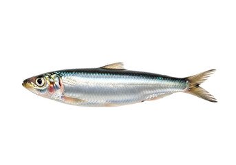 Obraz premium A single, whole, small fish, displayed against a plain black background, showcasing its detailed scales and streamlined form.