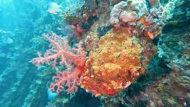 Scuba diving swimming underwater along old sunken shipwreck with soft and hard corals Alcyonacea