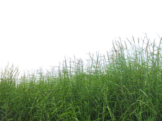 Obraz premium Tall wild grasses swaying isolated on transparent background