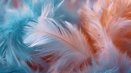Obraz premium soft pastel feathers closeup texture