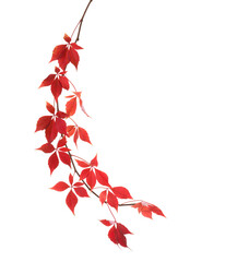 Curved autumn branch of five-leaf ivy with colorful red leaves isolated on white background.