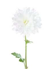 Chrysanthemum isolated on white background.