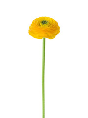 Yellow Ranunculus flower isolated on  white background.