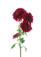 Branch with few flowers of  Chrysanthemum isolated on white background.