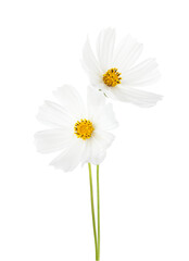Two  white Cosmos flowers isolated on white background. Garden Cosmos