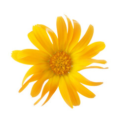 Calendula flower isolated on white background