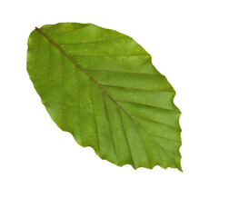 Green Beech leaf isolated on white background. ( Fagus sylvatica). Selective focus.