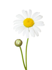 Chamomile flowers isolated on white background.