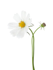 White Cosmos flowers isolated on white background. Garden Cosmos