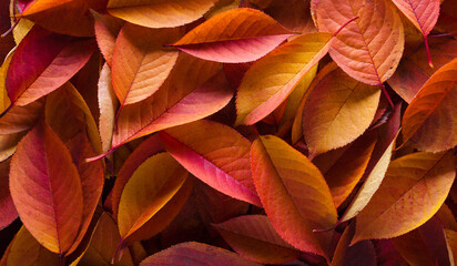Colorful background with  multicolor autumn Cherry leaves. Flat lay