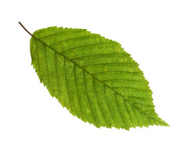 Green  leaf of European Hornbeam isolated on a white background.