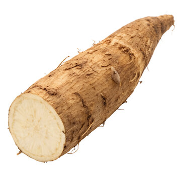 Dry kava kava plant root isolated on a transparent background png